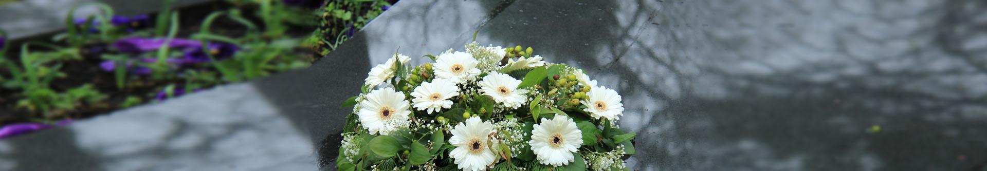 białe kwiaty Margaretki